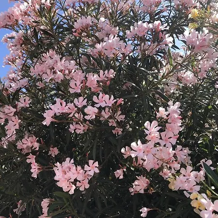Con Impresionantes Vistas Y Piscina 公寓 *